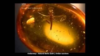 Amberway: The Amber Time Machine | BBC HISTORY | International Amber Auctions