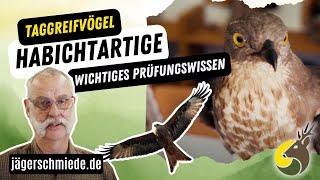 Die HabichtartigenWissen für deine Jagdprüfung Greifvögel - Habicht, Sperber, Mäusebussard & Co.