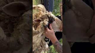 Lookin Cute As Sheep