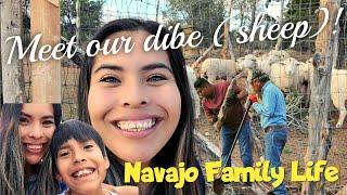 Meet our Sheep!!! Navajo Family Life!