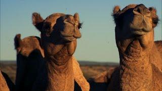 Camel Herding with a Chopper - Australia with Simon Reeve - BBC