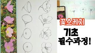 초보자를 위한 기초 꽃 스케치 방법/꽃 그림 쉽게 그리기