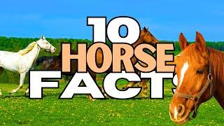 10 Fun Facts About Horses