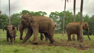 CHANDANI AND HER ELEPHANT   German Trailer   YouTube