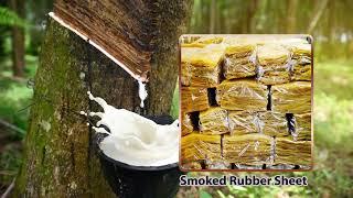 Smoked Rubber Sheet and Natural Rubber Cup Lump