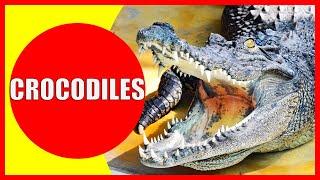 CROCODILES FOR KIDS - Interesting Crocodile Facts for Children, Kindergarten and Preschoolers