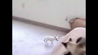 SassyThePuppy2005(3).avi