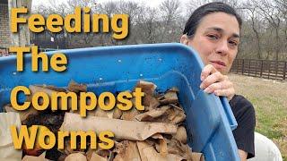 FEEDING THE COMPOST WORMS - how to do basic worm bin maintenance