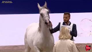 N.79 M ALAWI - Salon du Cheval d'El Jadida class A show - 7+ Years Old Mares (Class 5)