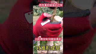 20秒教你快速掌握學會果樹嫁接技巧，一看就會，存活率也高Teach you how to quickly master fruit tree grafting skills in 20 seconds