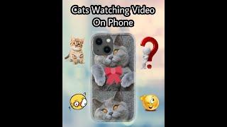 Cat Watching Video On The Phone. #watching #watchingvideo Kitty Furry Vlog.