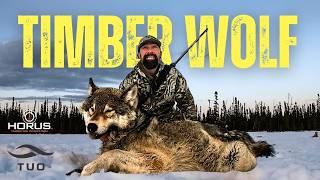 Hunting One Of The Largest Species of Wolves On The Planet