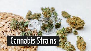 What Do Different Marijuana Strains Do? Shopping for Medical Marijuana Part 2 | Discover Marijuana