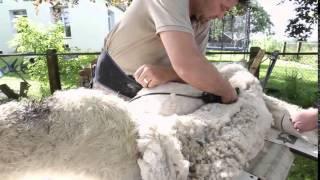 Alpaka Schur - Alpaca shearing