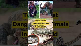 Top 10 most Dangerous Animals in the world #shorts #viral #animals #top10 #viralshorts