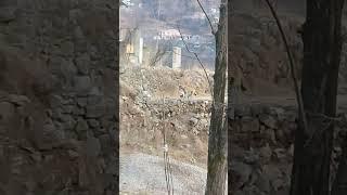 Beautiful Stray puppies with Mother dog in evening | Mountain Village | Nature Buddies #animals #uk