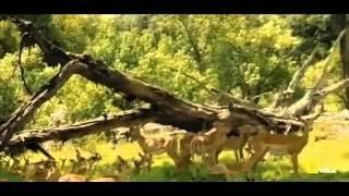 Lions Documentary Animal Planet Lions Documentary National Geographic Wild Lions Attac