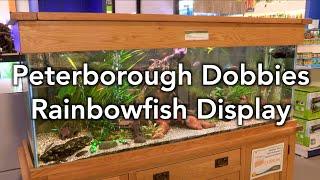 Tank of the Month - Maidenhead Aquatics @ Peterborough Dobbies Rainbowfish Display