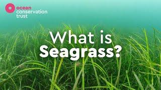 What is Seagrass? | Ocean Conservation Trust