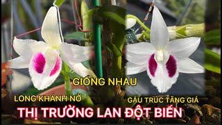 Thị Trường LAN ĐỘT BIẾN VAR | 5CT Gấu Trúc Sôi Động Long Khánh Nở Hoa