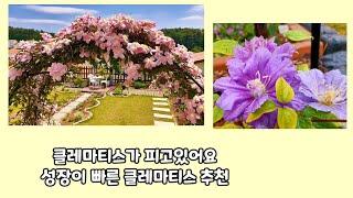 (클레마티스)성장 속도가빠르고 개화량이 많은 종류 알려드릴께요