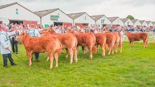 Limousin Cattle Judging @Great Yorkshire Show 2015