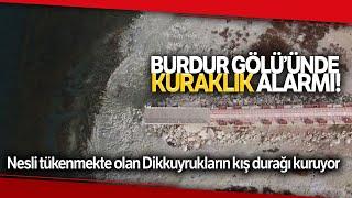 Dikkuyrukların Kış Durağı; Burdur Gölü Kuruyor