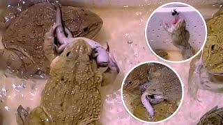 Amazing!! Asian Bullfrog Eats Big Lizard And Scorpion! Asian Bullfrog Live Feeding