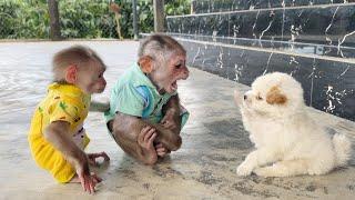 So funny! Monkey SinSin tries to stop baby monkey ZiZi from being naughty with the puppy