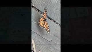 The Marvellous Migration of Monarch butterfly (States Bridges, California) in tamil