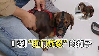 臘腸犬磚咬男人？訓犬師：都怪主人溺愛狗子，咬人成疾得早治！