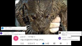 [댓글모음] 부산 아저씨들한테 잡힌 수달에게 생긴 일ㅋㅋ  댓글 모음ㅋㅋㅋCute Otter