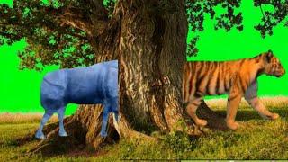 Animals Stampede Green Screen Zoo | Green Screen Stampede Video| Funny Animals Green Screen|