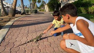 Iguanas in Aruba! - 4K