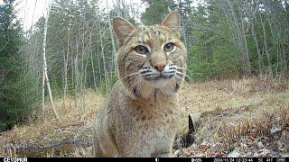 Downeast Maine Wildlife, November 2024 (trail camera video)