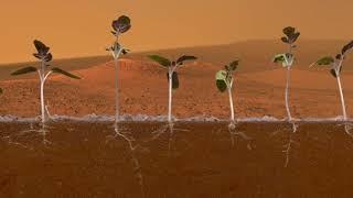 Tomatos on Mars