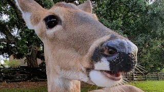 Deer has formed a bond with this woman unlike any other