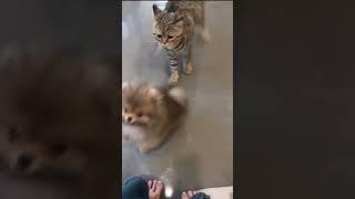 This cat is so jealous of my little dog look what he did