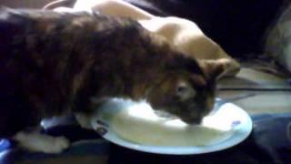 Cat Licking Plate