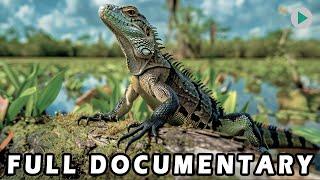 WILD AMERICA: SWAMP CRITTERS  Full Exclusive Documentary Premiere  English HD 2024
