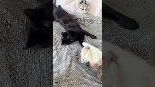  The Funniest Cats Videos of the July 2024