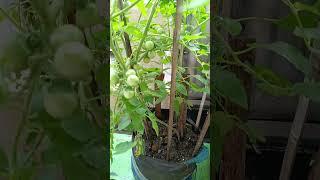 Pupuk Orgamax Bio organik Stimulator..