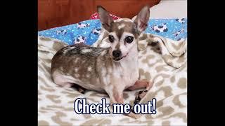 Fawn, a 12-yr-old female Chihuahua at Muttville Senior Dog Rescue-adopted!