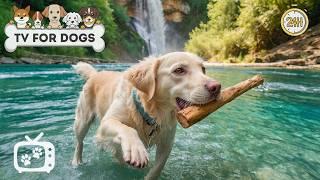 Dog TV: The Best Anti-Anxiety & Boredom-Relief Videos with Calming Music for Dogs Home Alone