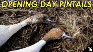 Opening Day Pintail LIMITS | Duck Hunting 2019