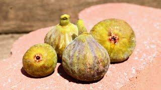 Campaniere - One of the Best Fig Varieties Period