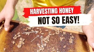 Bee Farm Secrets: What Really Happens Inside a Hive