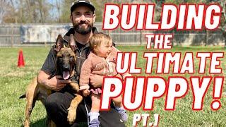 MUST WATCH!! ULTIMATE PUPPY TRAINING Pt.1!! BELGIAN MALINOIS // ANDY KRUEGER