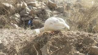 white teetar ki awaz white partridge female