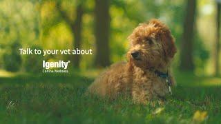 Igenity® Canine Wellness | The Personalized Puppy-Health Assessment